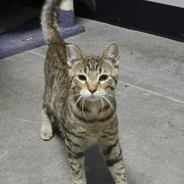 A young medium-sized male Domestic Short Hair cat named Salt Bromley for adoption in Las Vegas, NV