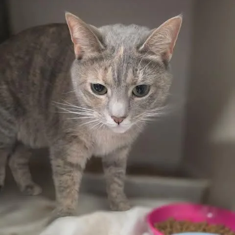 An adult small-sized female Torbie Domestic Short Hair cat named Orla for adoption in Fredericksburg, VA