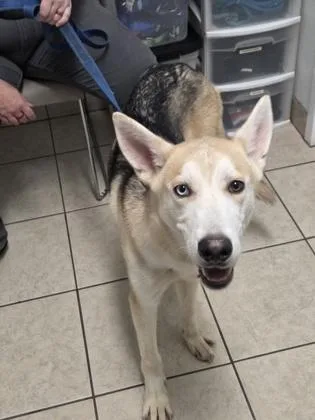 A baby medium-sized male German Shepherd Dog dog named Ash for adoption in Parma, OH