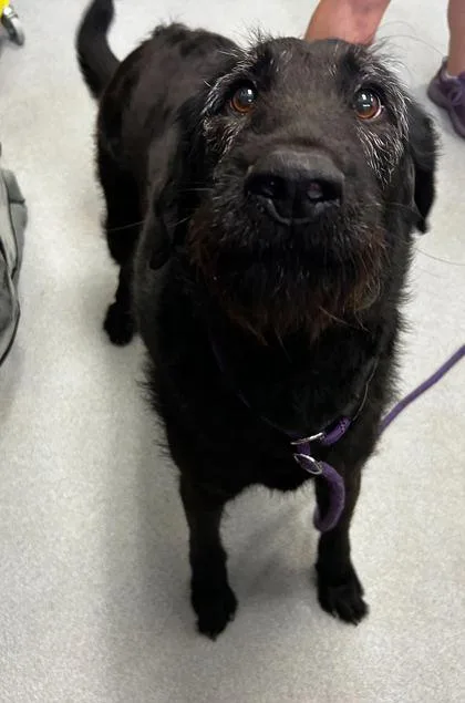 An adult large-sized female Mixed Breed dog named Ziggy for adoption in Spruce Pine, NC