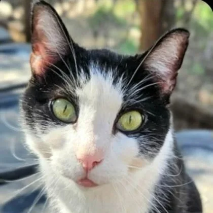 A senior medium-sized male Black & White / Tuxedo Domestic Short Hair cat named Casper for adoption in Warr Acres, OK