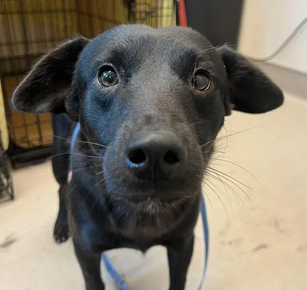 An adult medium-sized male Labrador Retriever dog named Smokehouse Combo for adoption in El Cajon, CA