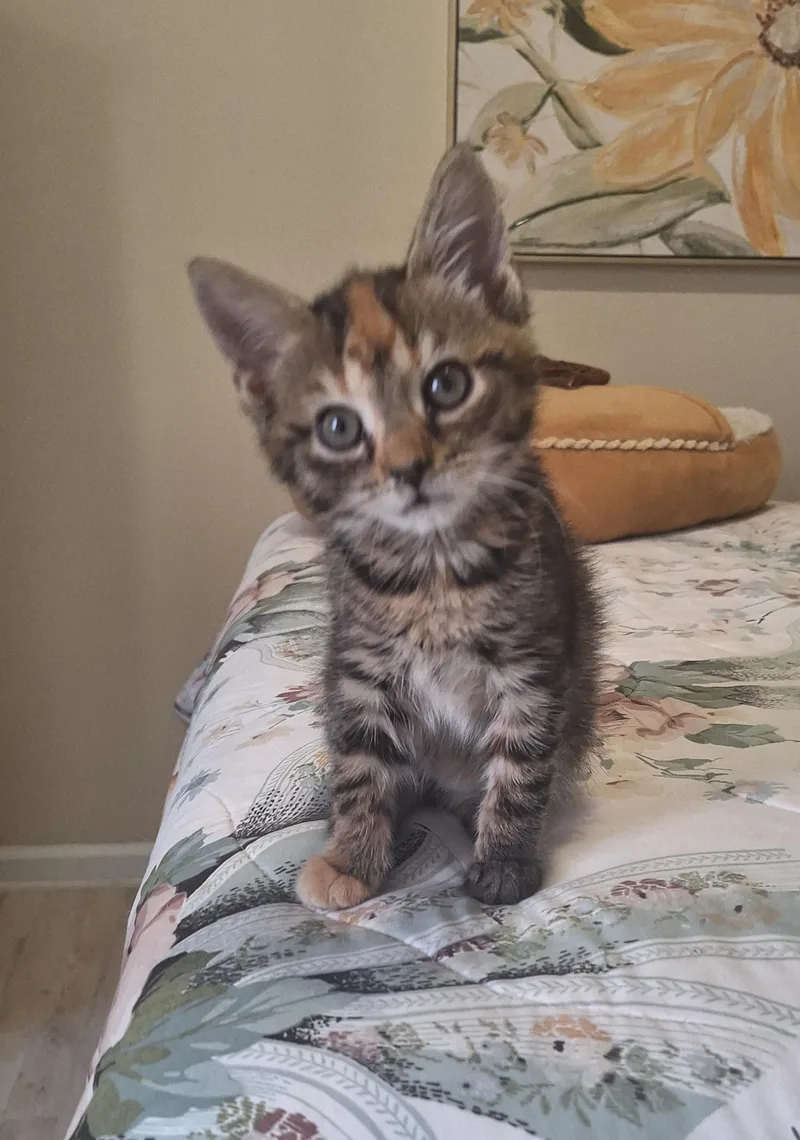A baby medium-sized female Tabby (Brown / Chocolate) American Bobtail cat named Dahlia A Bobtail for adoption in Stanton, KY