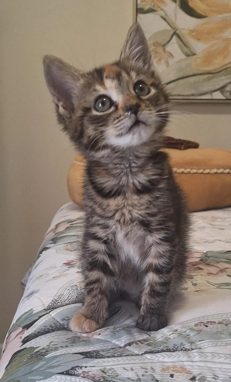 Dahlia  A Bobtail thumbnail 2