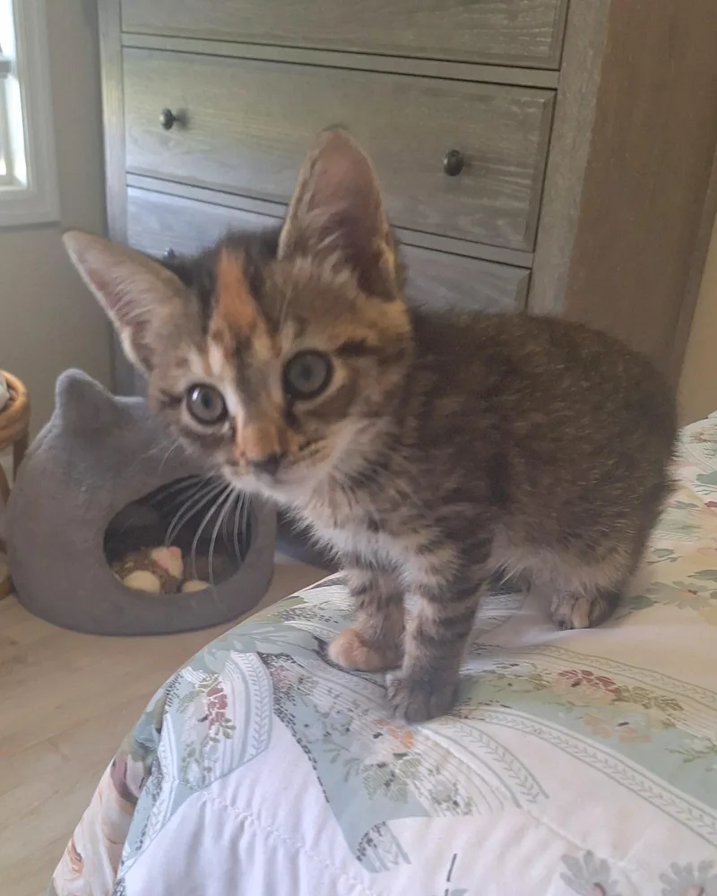 Dahlia  A Bobtail thumbnail 3