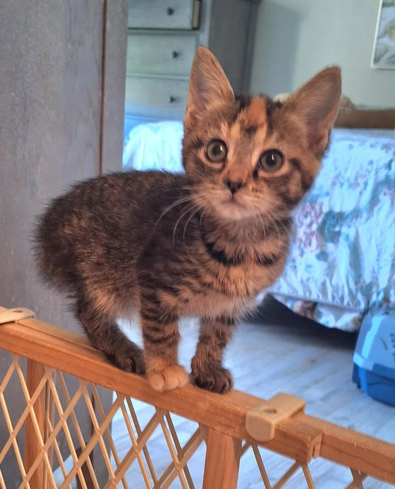 Dahlia  A Bobtail thumbnail 4
