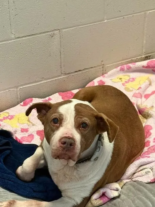 A senior medium-sized female Mixed Breed dog named Cheerio for adoption in Ocala, FL