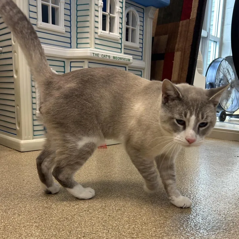 An adult large-sized male Siamese cat named Lucas for adoption in Bristol, IN