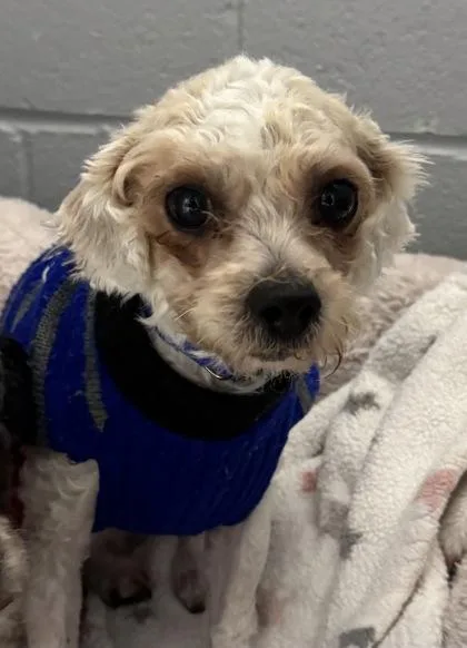 An adult small-sized female Gray / Blue / Silver Maltese dog named Sabrina for adoption in Tinley Park, IL