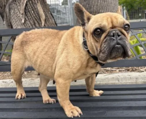 An adult medium-sized female French Bulldog dog named Bonnie for adoption in San Pedro, CA