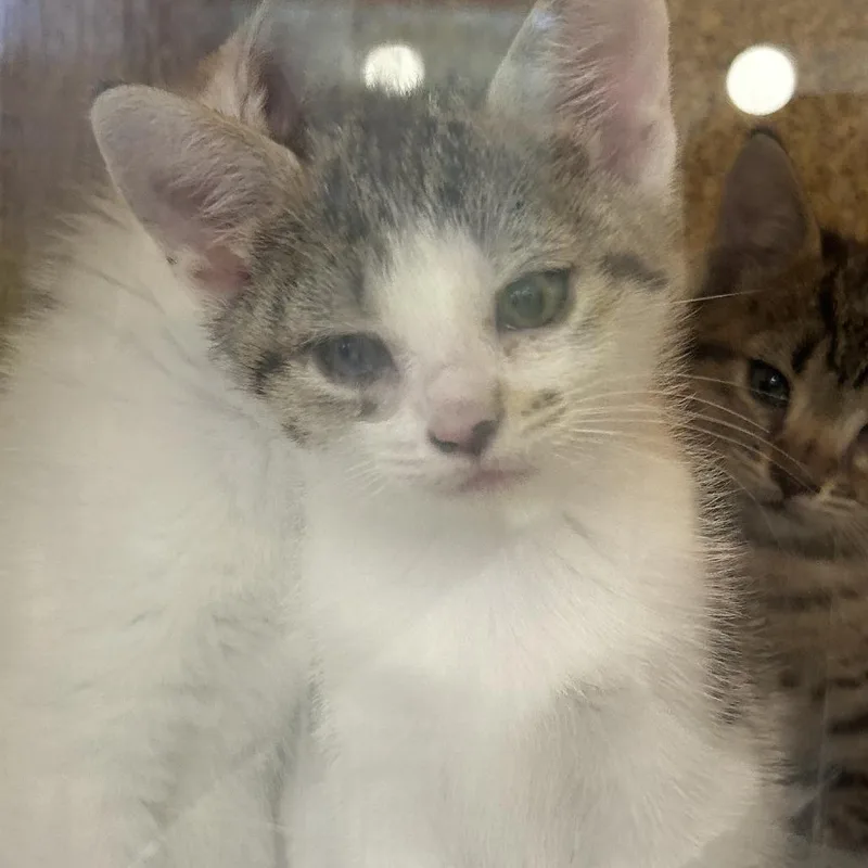 A baby small-sized female White Domestic Short Hair cat named Poopsy for adoption in Philadelphia, PA