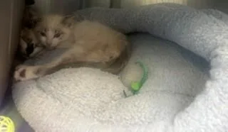 A baby small-sized female Domestic Short Hair cat named Ginny for adoption in Santa Monica, CA