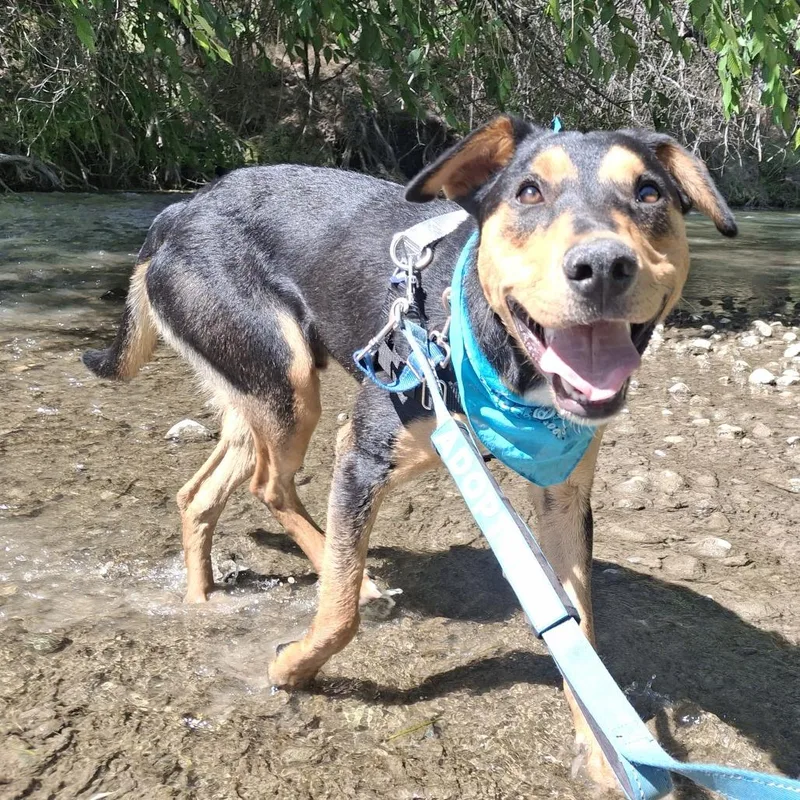 Benji