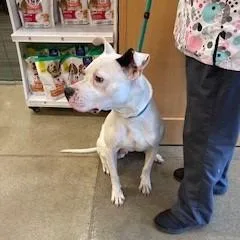 An adult large-sized male White / Cream Pit Bull Terrier dog named YORKStray for adoption in York, PA