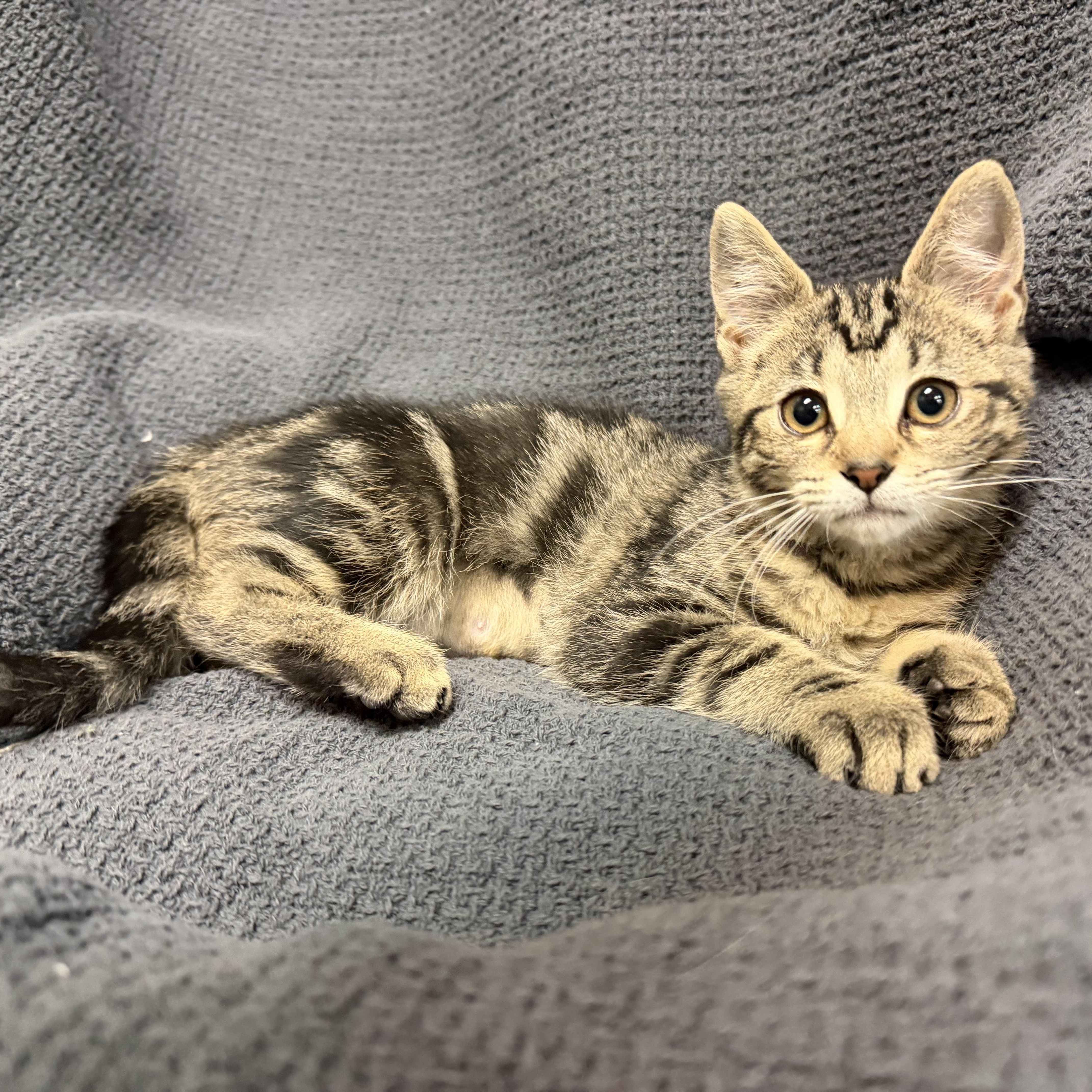 A baby medium-sized female Tabby (Buff / Tan / Fawn) Domestic Short Hair cat named Sweetie for adoption in Latrobe, PA