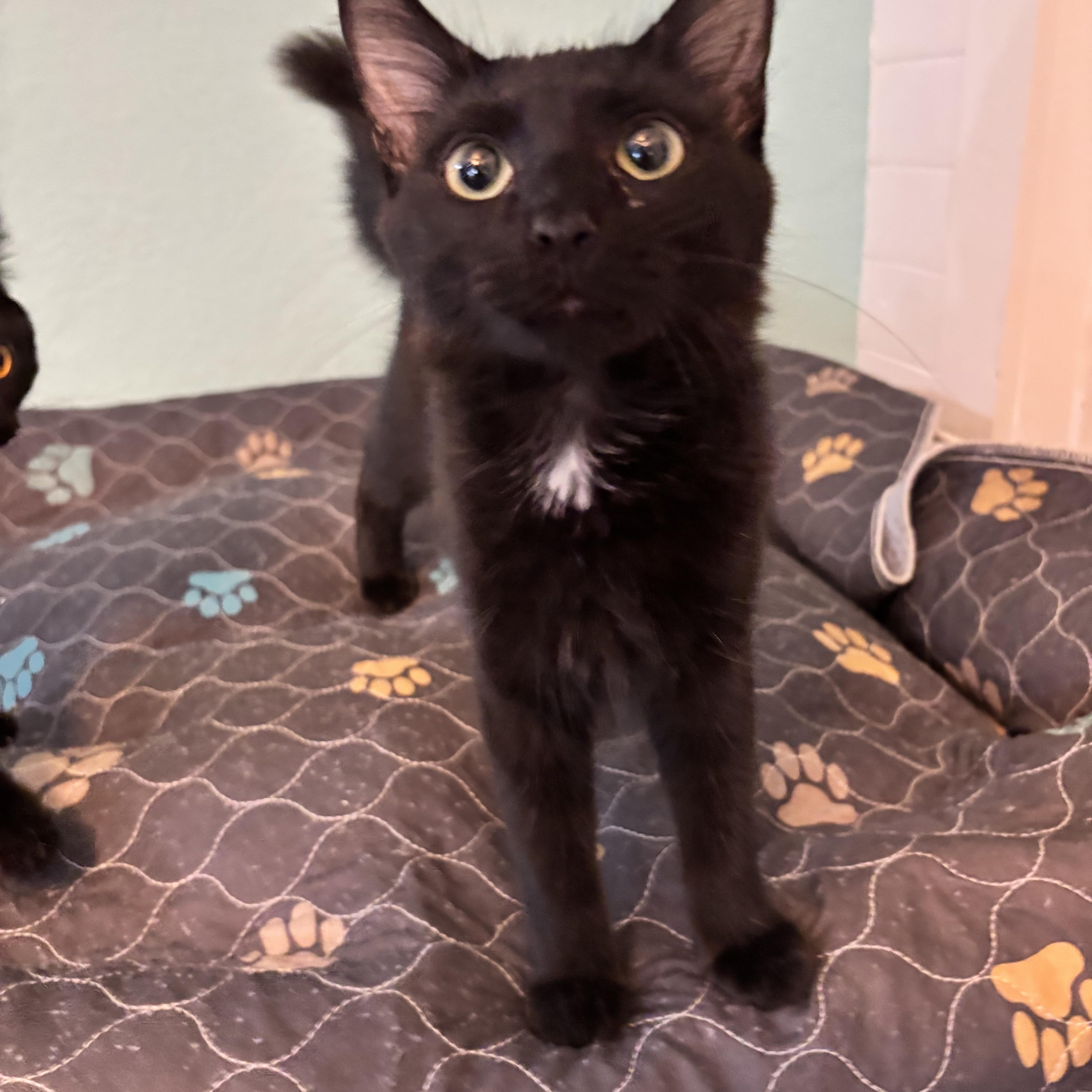 A young medium-sized male Domestic Medium Hair cat named Connor And The Case for adoption in Plano, TX