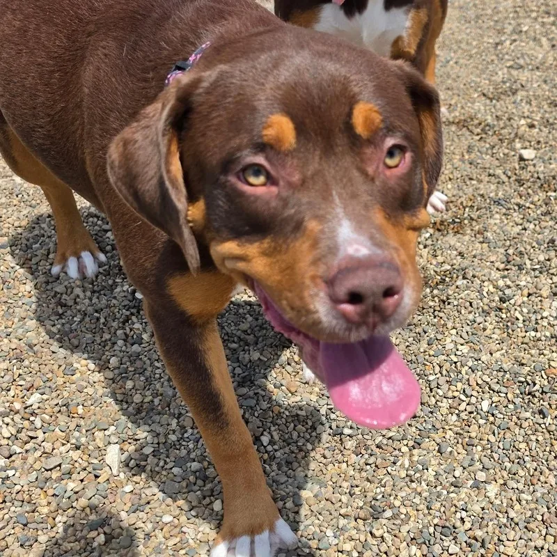 A young large-sized female Brown / Chocolate Bernese Mountain Dog dog named Brownie for adoption in Grinnell, IA