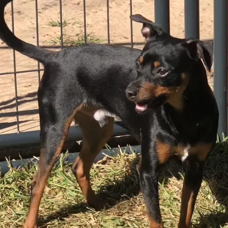 A young small-sized male Black Miniature Pinscher dog named Ricardo for adoption in Magnolia Springs, AL