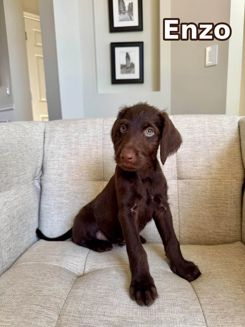 A baby large-sized male Brown / Chocolate Doberman Pinscher dog named Enzo for adoption in Elburn, IL