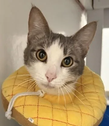 An adult medium-sized female Domestic Short Hair cat named Cutey for adoption in Sultan, WA