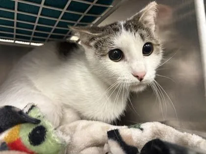 An adult small-sized female Domestic Short Hair cat named Maxie for adoption in Golden Valley, MN