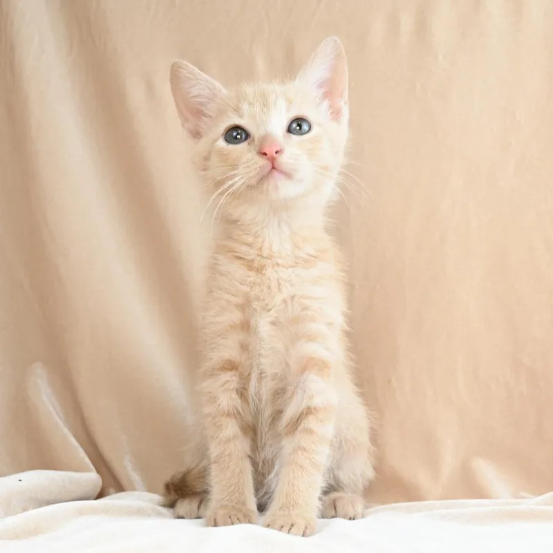 A baby small-sized female Cream / Ivory Domestic Short Hair cat named Opal for adoption in Mobile, AL