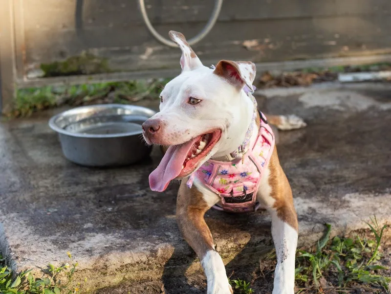 A baby medium-sized male Pit Bull Terrier dog named Marlo for adoption in tampa, FL