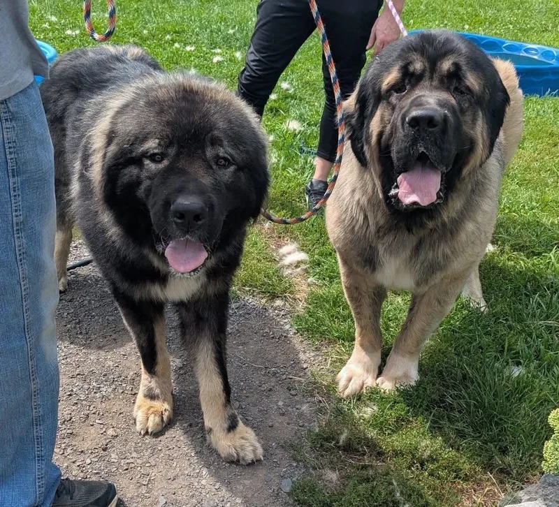 An adult extra large-sized male Black Caucasian Sheepdog / Caucasian Ovtcharka dog named Roger for adoption in New Windsor, NY