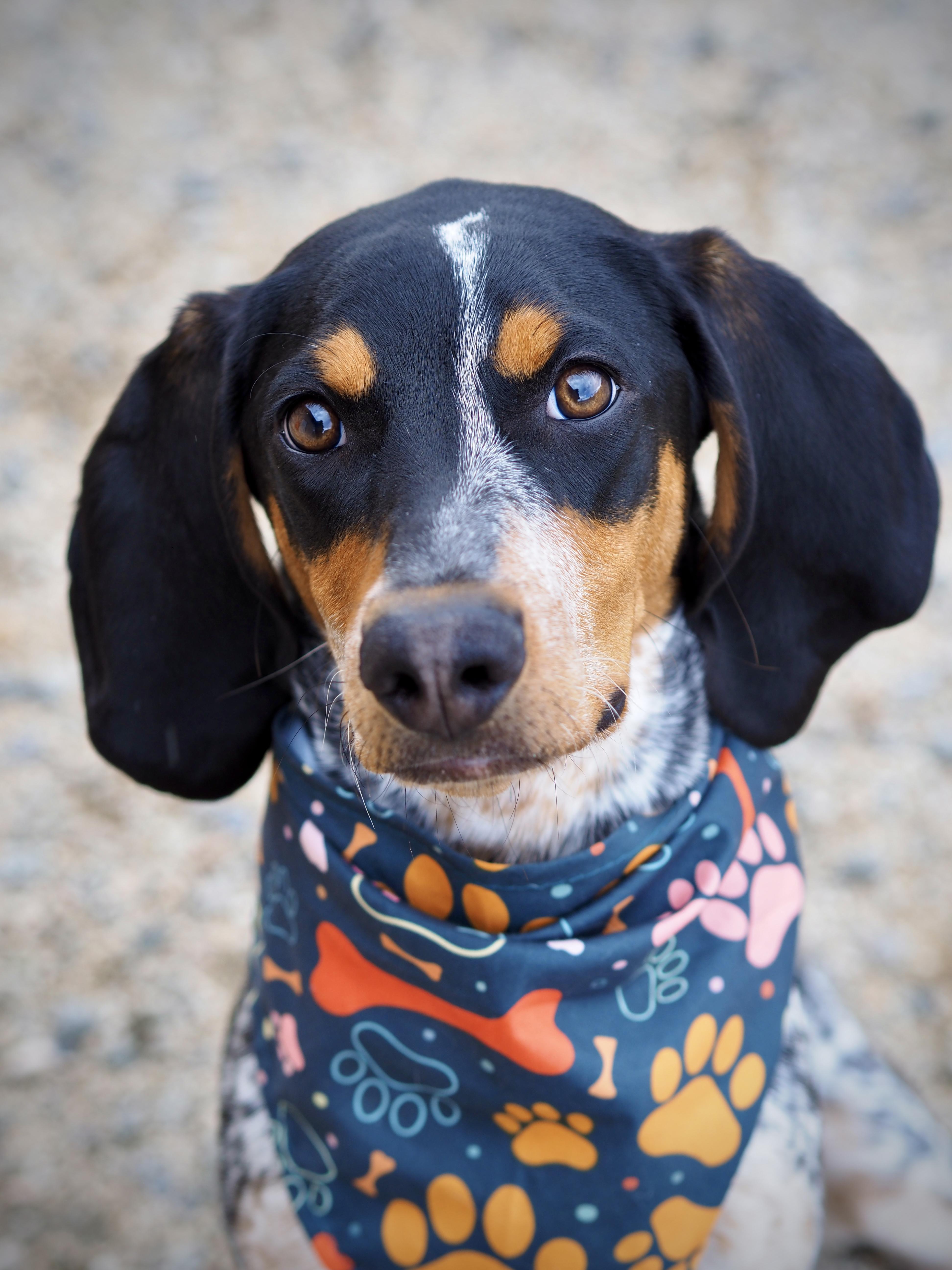 A baby medium-sized female Bluetick Coonhound dog named Sitka for adoption in Buena Vista, CO