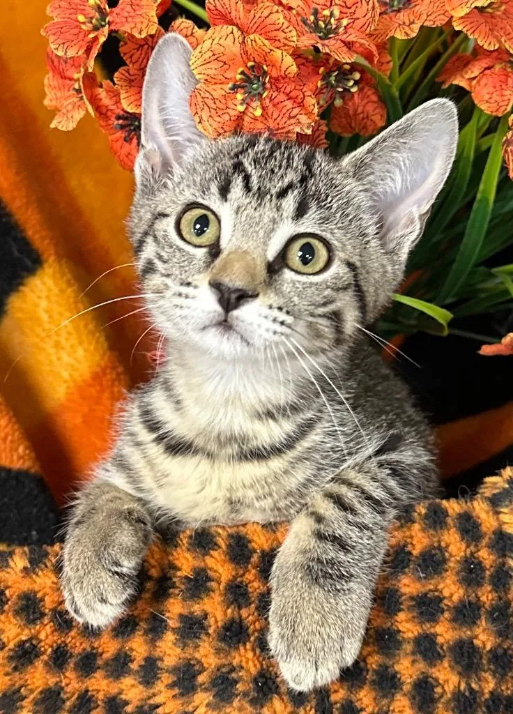 A baby small-sized female Domestic Short Hair cat named Cara for adoption in Stillwater, OK