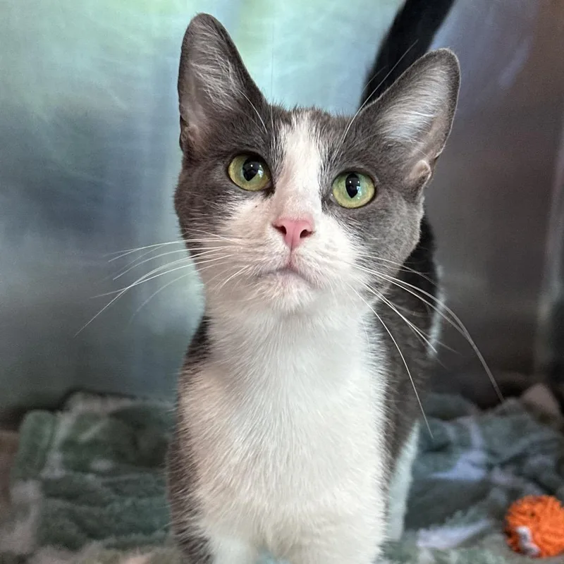 An adult medium-sized female Gray / Blue / Silver Domestic Short Hair cat named Mary for adoption in Matteson, IL
