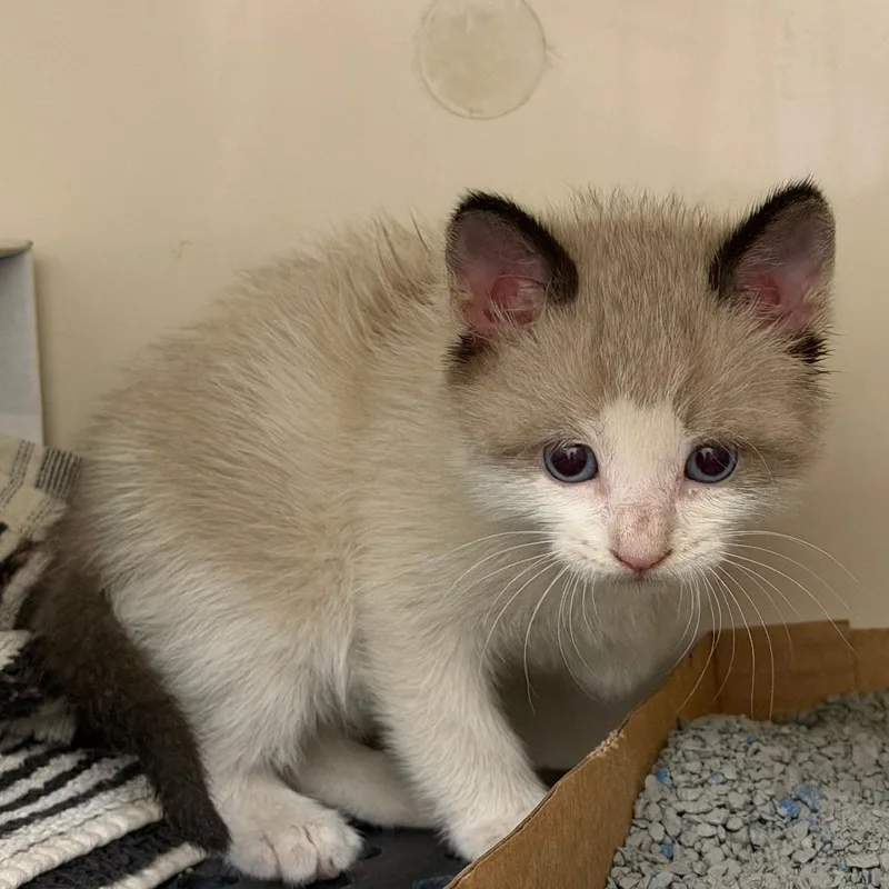 A baby small-sized male White Domestic Short Hair cat named Possum for adoption in Auburn, AL