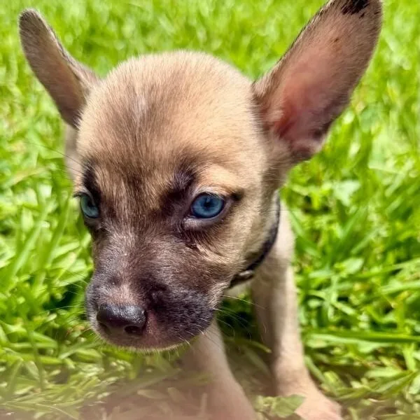 Da Vinci