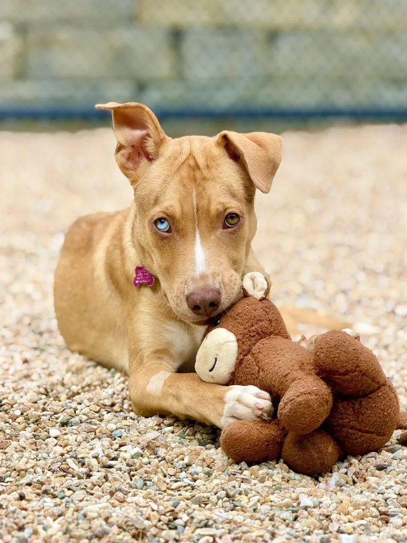 A young medium-sized male Catahoula Leopard Dog dog named Trey for adoption in West Cornwall, CT