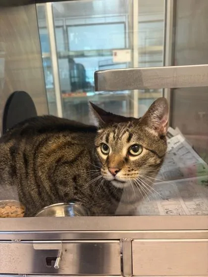 An adult small-sized female Domestic Short Hair cat named Suki for adoption in Mansfield, TX