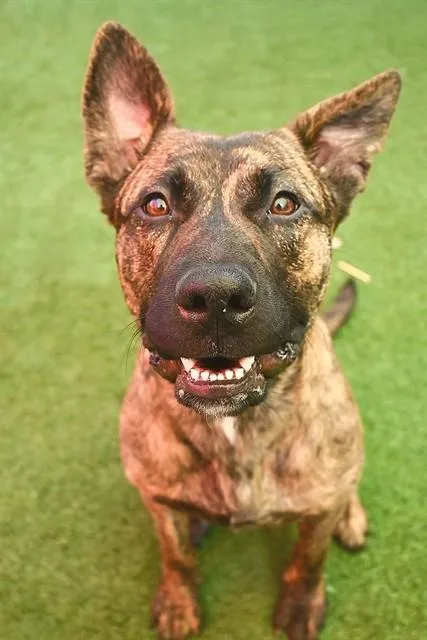 A young medium-sized female Pit Bull Terrier dog named Selma for adoption in Sacramento, CA