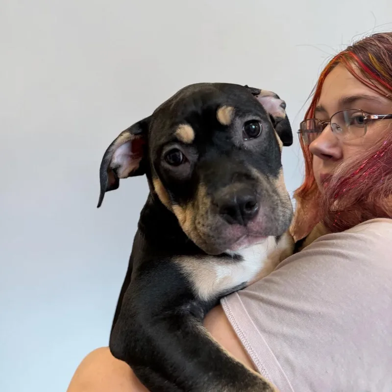 A baby medium-sized female Brown / Chocolate Terrier dog named Jessica for adoption in Elyria, OH