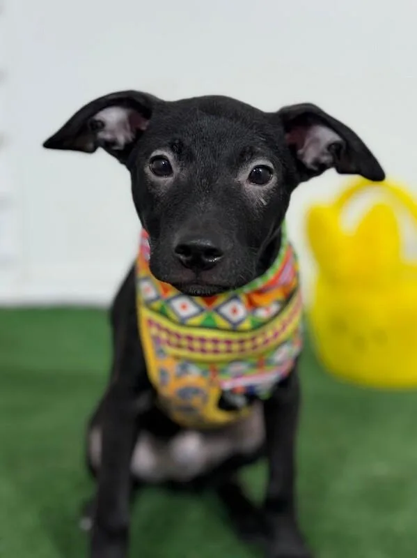 A baby medium-sized male Black Labrador Retriever dog named Marty for adoption in Carlsbad, CA