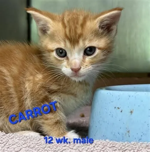 A baby medium-sized male Orange / Red Domestic Short Hair cat named Carrot for adoption in Holbrook, NY