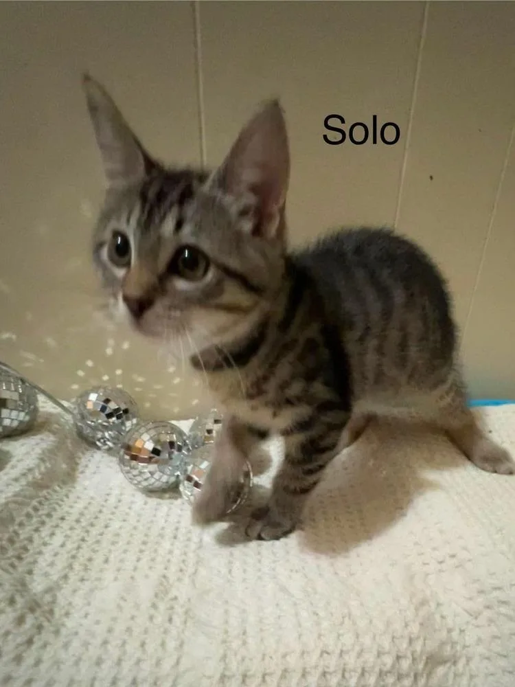 Solo thumbnail 4