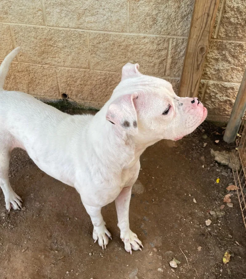 A young medium-sized female White / Cream Boxer dog named Magnolia for adoption in Sautee Nacoochee, GA