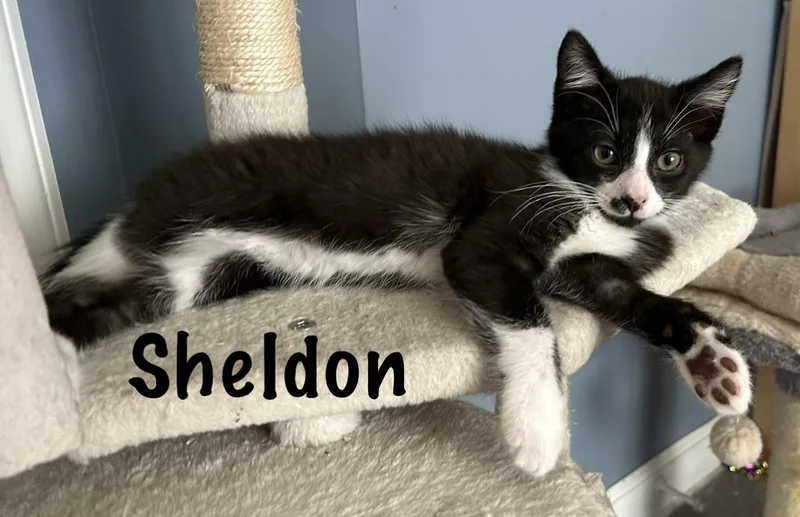 A baby medium-sized male Black & White / Tuxedo Domestic Short Hair cat named Sheldon for adoption in Pawleys Island, SC