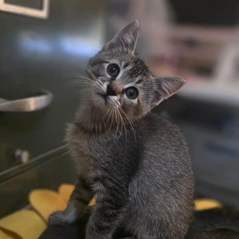 Muffin thumbnail 2
