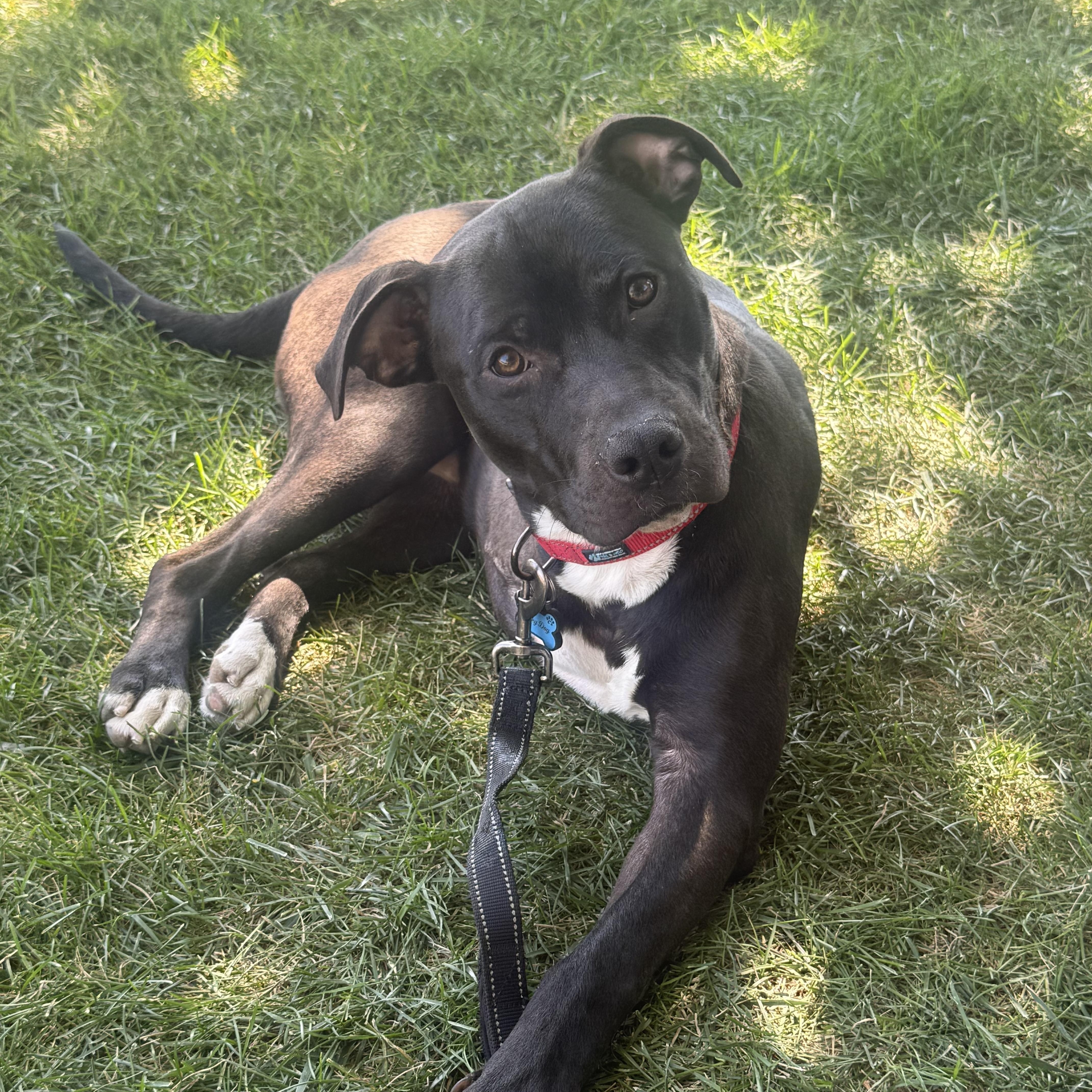 A young medium-sized male Black Pit Bull Terrier dog named Bucky for adoption in Pleasanton, CA