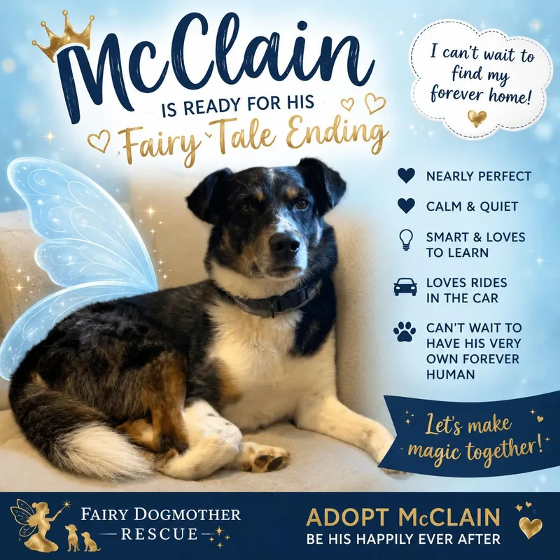 An adult medium-sized male Gray / Blue / Silver Australian Shepherd dog named Mcclain for adoption in Yukon, OK