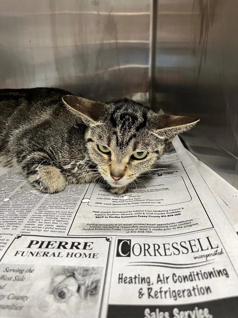 A young large-sized female Domestic Short Hair cat named Jean for adoption in Hopkinsville, KY