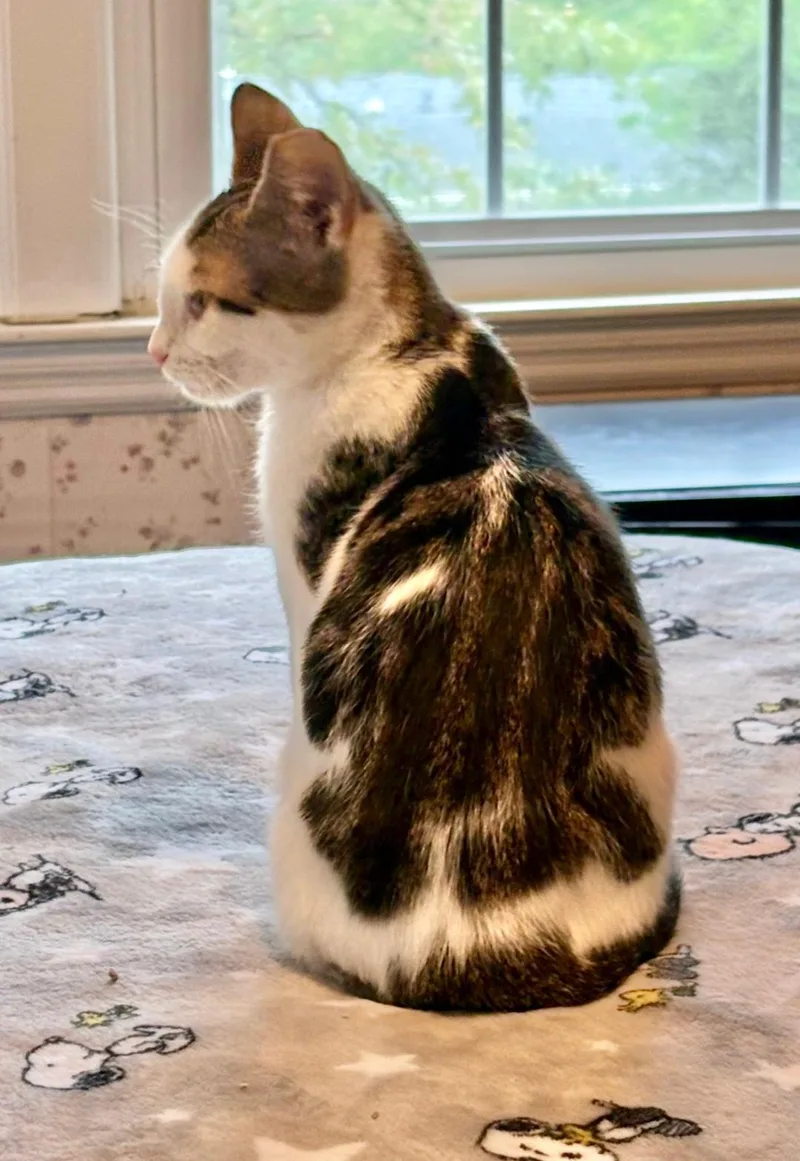 A young medium-sized male White Domestic Short Hair cat named Pippin for adoption in Columbia, SC