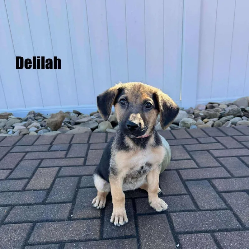 Delilah thumbnail 2