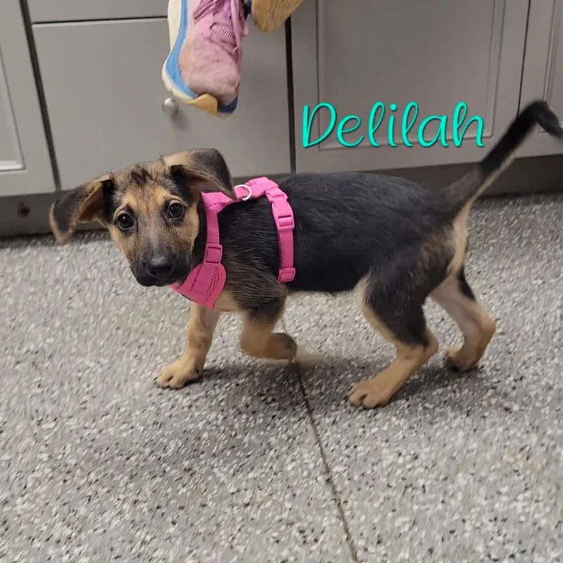 Delilah thumbnail 3