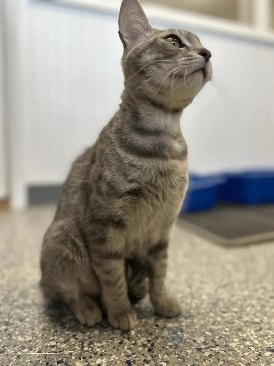 A young medium-sized female Domestic Short Hair cat named Amy for adoption in Athens, AL